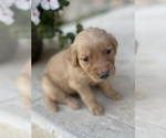 Small #7 Golden Retriever