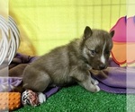 Small Photo #15 Siberian Husky Puppy For Sale in DEARBORN, MO, USA