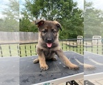Small Photo #14 German Shepherd Dog Puppy For Sale in COLUMBIA, MO, USA