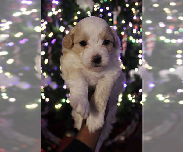 Medium Photo #2 Havapoo Puppy For Sale in LOUISVILLE, KY, USA