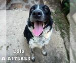 Small #2 Border Collie