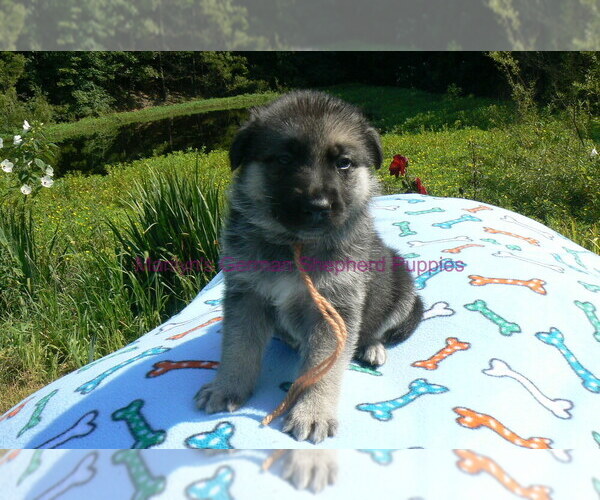 Medium Photo #12 German Shepherd Dog Puppy For Sale in PIEDMONT, MO, USA