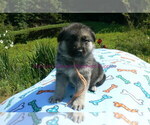 Small #11 German Shepherd Dog