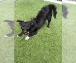 Small #1 Mutt