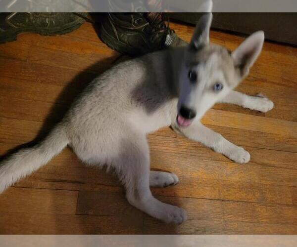 Medium Photo #1 Siberian Husky Puppy For Sale in STOCKTON, CA, USA
