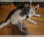 Small Photo #1 Siberian Husky Puppy For Sale in STOCKTON, CA, USA
