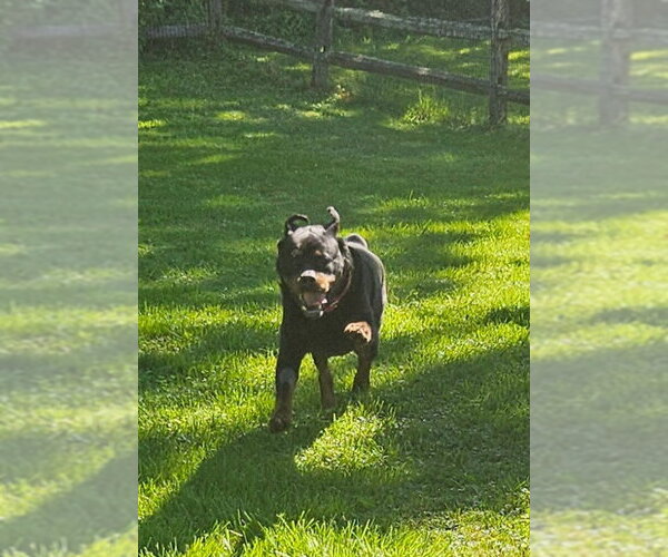 Medium Photo #3 Rottweiler Puppy For Sale in Hillsboro, NH, USA