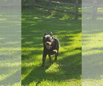 Small #2 Rottweiler