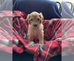 Puppy Honey Goldendoodle