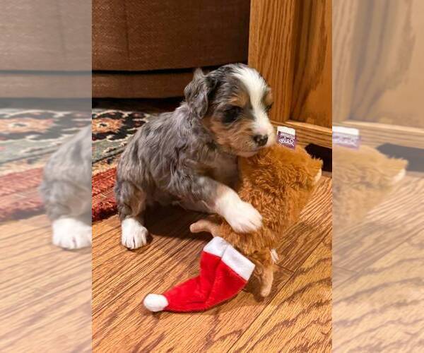 Medium Photo #3 Golden Mountain Doodle  Puppy For Sale in JIM FALLS, WI, USA