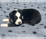 Small Photo #57 Australian Shepherd Puppy For Sale in SALISBURY, NC, USA