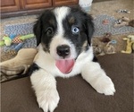 Small Photo #2 Miniature Australian Shepherd Puppy For Sale in PLACERVILLE, CA, USA