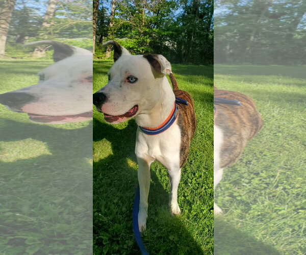 Medium Photo #17 American Pit Bull Terrier-Unknown Mix Puppy For Sale in Germantown, OH, USA