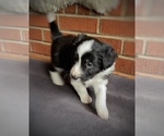 Puppy Zigity L Border Collie-Papillon Mix