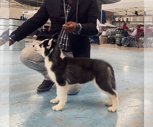 Siberian Husky Puppy for sale in CICERO, IL, USA