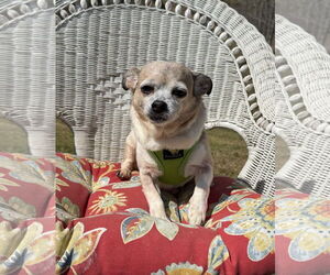 Chihuahua Dogs for adoption in Attalka, AL, USA