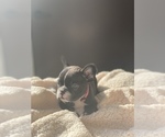 Small Photo #7 French Bulldog Puppy For Sale in FORT WORTH, TX, USA