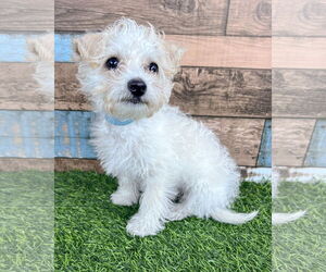 Poodle (Miniature)-Unknown Mix Dogs for adoption in Corona, CA, USA