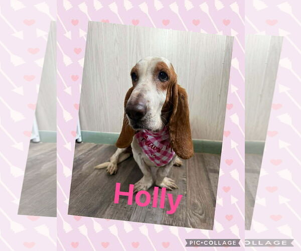 Medium Photo #1 Basset Hound Puppy For Sale in Deepwater, NJ, USA