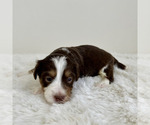 Small #5 Aussiedoodle Miniature -Miniature Bernedoodle Mix