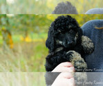 Small Photo #3 Poodle (Standard) Puppy For Sale in KARLSTAD, MN, USA