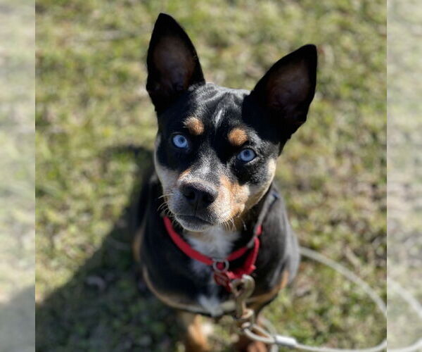 Medium Photo #1 Miniature Pinscher-Unknown Mix Puppy For Sale in Fargo, ND, USA