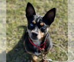 Small Miniature Pinscher Mix