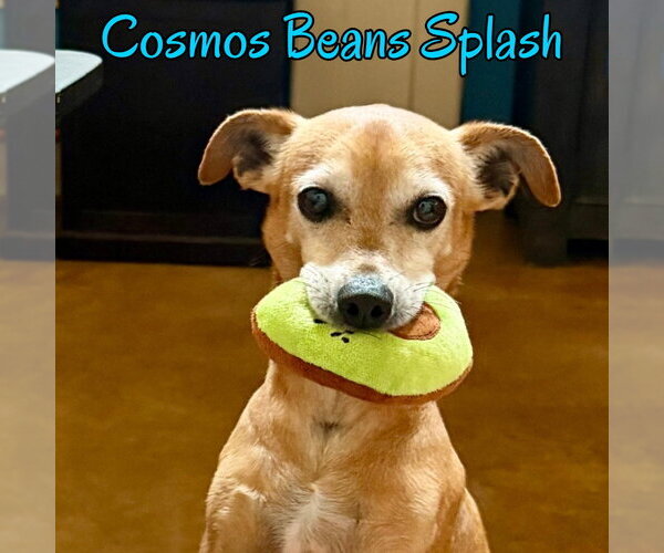 Medium Photo #6 Chiweenie Puppy For Sale in San Antonio, TX, USA