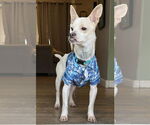 Small #1 Chihuahua Mix