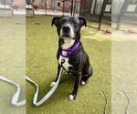 Small American Pit Bull Terrier-Beagle Mix