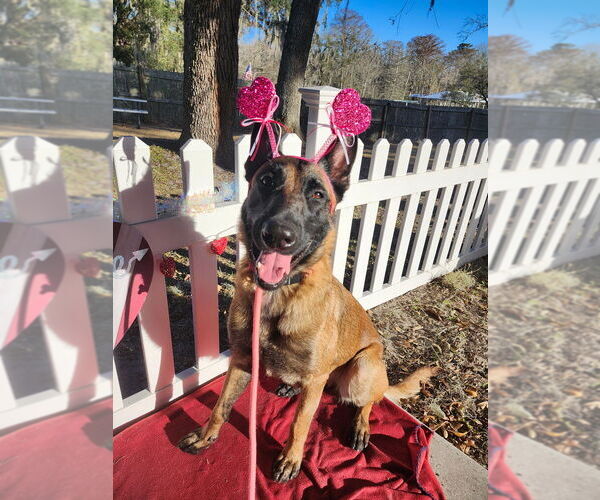 Medium Photo #1 Mutt Puppy For Sale in Imlay City, MI, USA