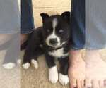 Small #1 Siberian Husky Mix