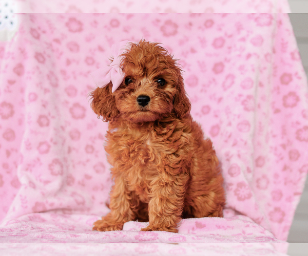 Medium Photo #3 Cavalier King Charles Spaniel-Poodle (Toy) Mix Puppy For Sale in LIBERTY, KY, USA