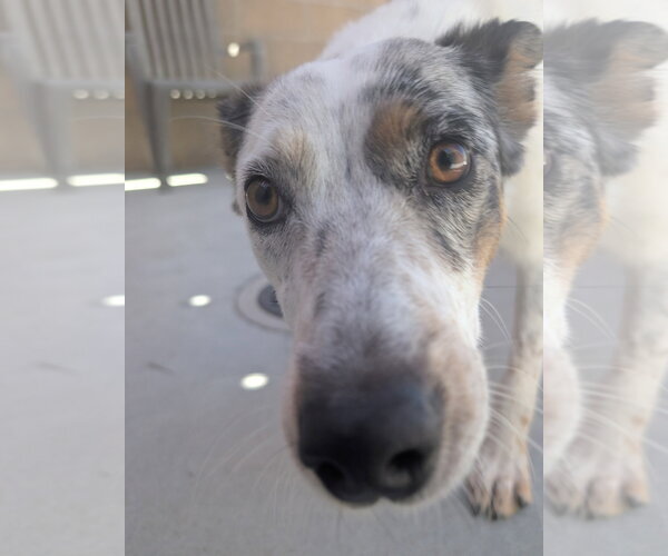 Medium Photo #2 Mutt Puppy For Sale in Salinas, CA, USA
