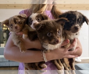 North American Shepherd Puppy for sale in IUKA, MS, USA