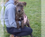 Small #5 Labrador Retriever-Plott Hound Mix