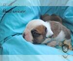 Small Photo #13 Olde English Bulldogge Puppy For Sale in WRIGHT CITY, MO, USA