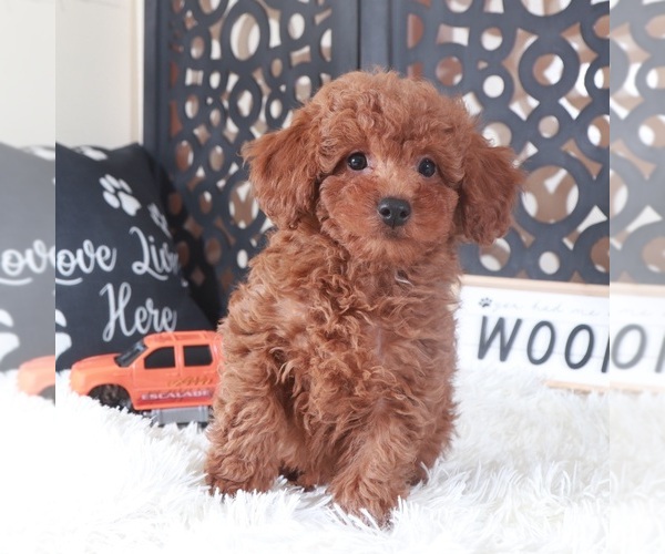 Medium Photo #3 Poodle (Toy) Puppy For Sale in MOUNT VERNON, OH, USA
