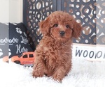 Small #2 Poodle (Toy)