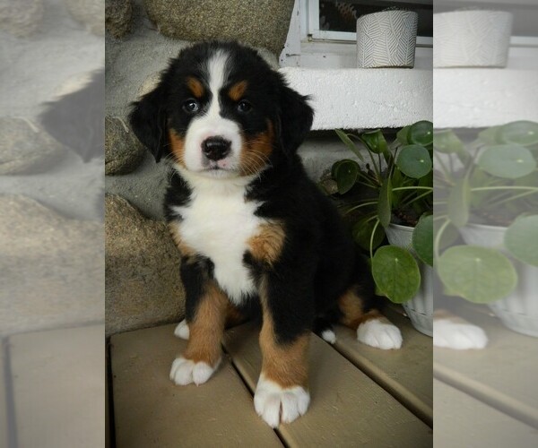 Medium Photo #8 Bernese Mountain Dog Puppy For Sale in CLARE, MI, USA