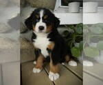 Small Photo #8 Bernese Mountain Dog Puppy For Sale in CLARE, MI, USA