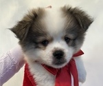 Puppy Coconut Cutie Pekingese-Pomsky Mix