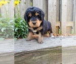 Small Photo #2 Bernedoodle Puppy For Sale in OMAHA, NE, USA