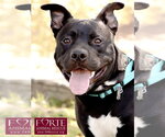 Small #4 American Staffordshire Terrier Mix