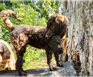 Cockapoo (Miniature) Puppy for sale in BALTIMORE, MD, USA
