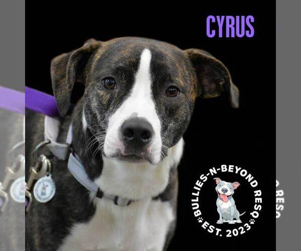 Medium Photo #4 American Staffordshire Terrier-Australian Shepherd Mix Puppy For Sale in Omaha, NE, USA