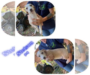 Stetson - Male American Pit Bull Terrier-Unknown Mix Dog for Adoption - Photo #2