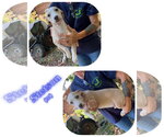 Small Photo #2 American Pit Bull Terrier-Unknown Mix Puppy For Sale in Albemarle, NC, USA