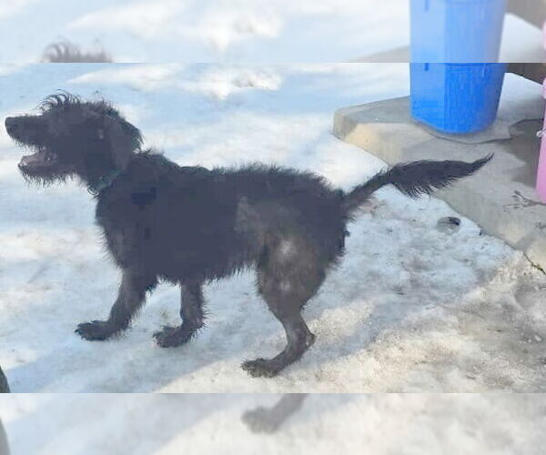 Medium Photo #2 Labradoodle Puppy For Sale in Minneapolis, MN, USA