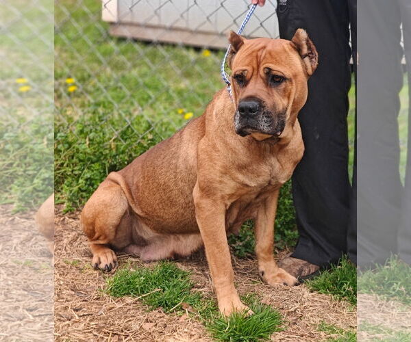 Medium Photo #6 Mutt Puppy For Sale in Talladega, AL, USA